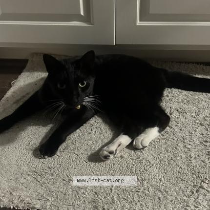 Foto 1/1 Zoro Chat perdido en Ventura