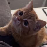 Foto del gato perdido en Saint Jory