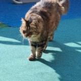 Foto del gato perdido en La Seyne Sur Mer