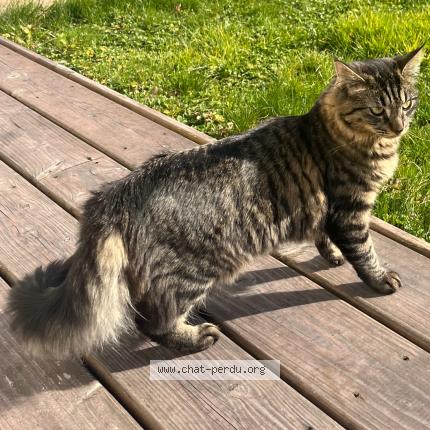 Foto 1/1 Yumi ou youyou Chat perdido en Marolles