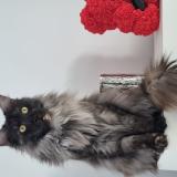 Foto del gato perdido en Perouges