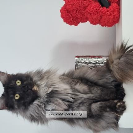 Foto 1/1 Ruby Chat perdido en Perouges