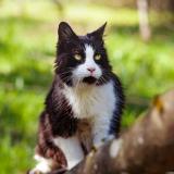 Foto del gato perdido en Biviers