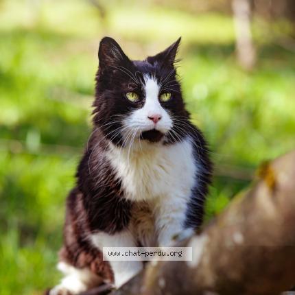 Foto 1/1 Titi Chat perdido en Biviers