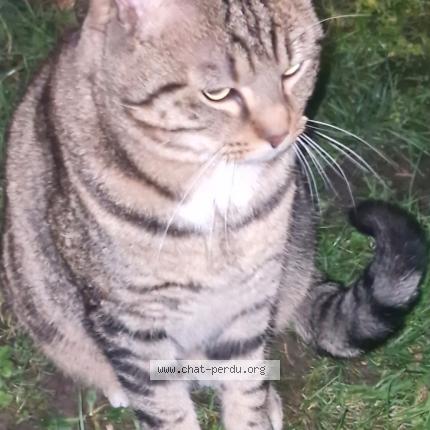 Foto 1/1 Gato encontrado Encontrado en Amiens