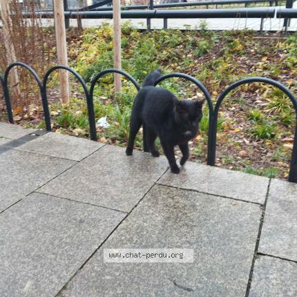 Foto 2/3 Gato encontrado Encontrado en Saint denis