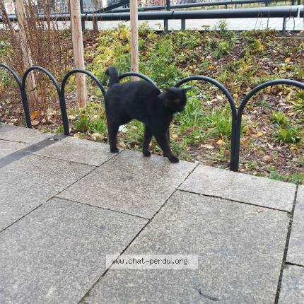 Foto 3/3 Gato encontrado Encontrado en Saint denis