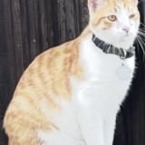 Foto del gato perdido en Highland