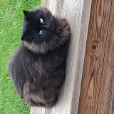 Foto de gato encontrado en Origne