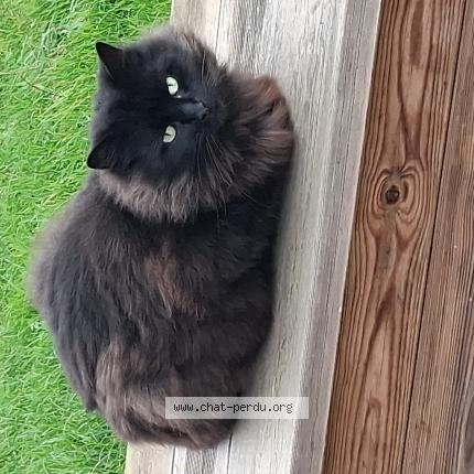 Foto 1/1 Gato encontrado Encontrado en Origne