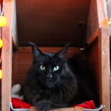 Foto del gato perdido en Bruay Sur L Escaut