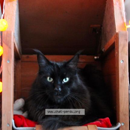 Foto 1/1 Matou Chat perdido en Bruay sur l escaut