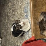 Foto de gato encontrado en Montreuil