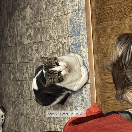 Foto 1/1 Gato encontrado Encontrado en Montreuil