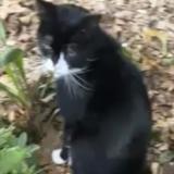 Foto de gato encontrado en Bordeaux