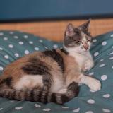 Foto del gato perdido en Courtemont Varennes