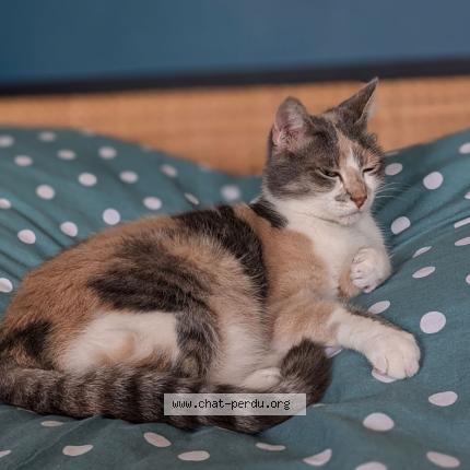 Foto 1/1 Pusa Chat perdido en Courtemont varennes