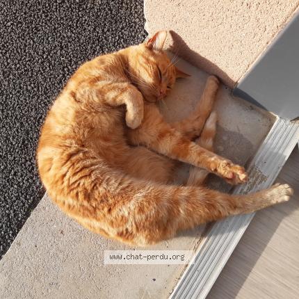 Foto 1/1 Milouze Chat perdido en Samer