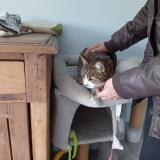 Foto del gato perdido en Pezenas