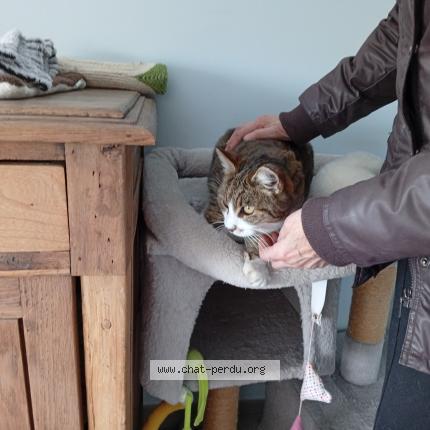 Foto 1/1 TITTI Chat perdido en Pezenas