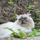 Foto del gato perdido en Bourghelles