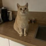 Foto del gato perdido en Montlucon