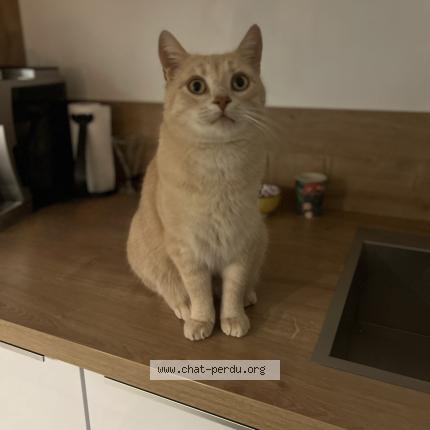 Foto 1/1 Tigrou Chat perdido en Montlucon