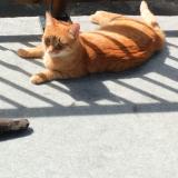 Foto del gato perdido en Cowansville