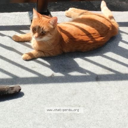 Foto 1/1 Ti-groux Chat perdido en Cowansville