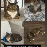 Foto del gato perdido en Whitehall