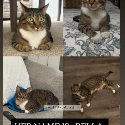 Foto 1/1 Bella Chat perdido en Whitehall