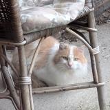 Foto de gato encontrado en St Symphorien De Lay