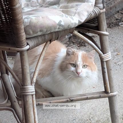 Foto 1/1 Gato encontrado Encontrado en St symphorien de lay