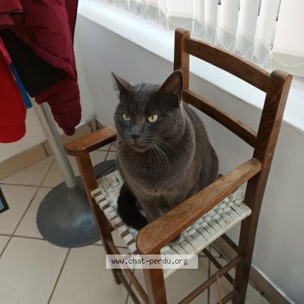 Foto 1/1 Gribouille Chat perdido en Penestin