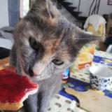 Foto del gato perdido en Le Luc En Provence