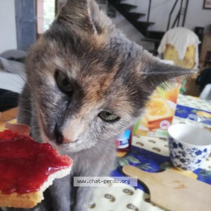 Foto 1/1 Shena Chat perdido en Le luc en provence