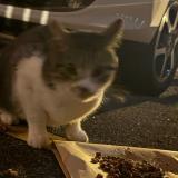 Foto de gato encontrado en Issy Les Moulineaux