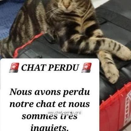 Foto 1/1 Bichou Chat perdido en Argenteuil