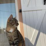 Foto del gato perdido en Saint Etienne