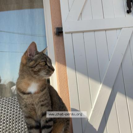 Foto 1/1 Bella Randazzo Chat perdido en Saint etienne