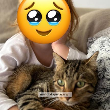 Foto 1/1 Jojo Chat perdido en Dinan