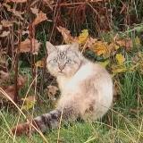 Foto de gato encontrado en Tersannes