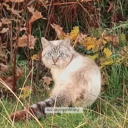 Foto 1/1 Gato encontrado Encontrado en Tersannes