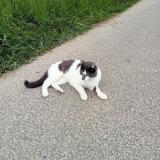 Foto del gato perdido en Labatut