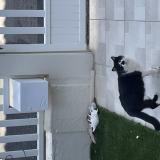 Foto de gato encontrado en Leucate