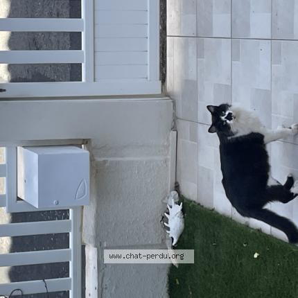 Foto 1/1 Gato encontrado Encontrado en Leucate