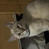 Foto del gato perdido en Santa Barbara