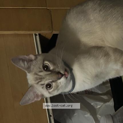 Foto 1/1 Churris Chat perdido en Santa barbara