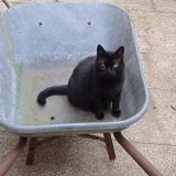 Foto del gato perdido en Juilley