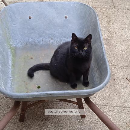 Foto 1/1 Teacup Chat perdido en Juilley